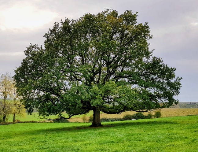 L'arbre tout un monde